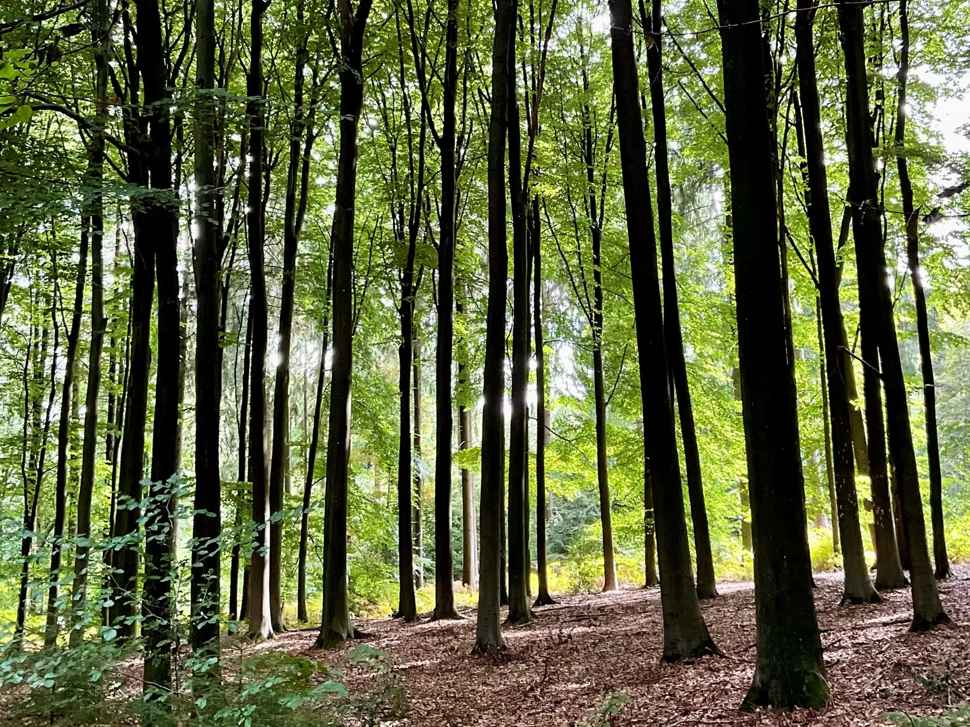 Fagus sylvatica Vaals-02