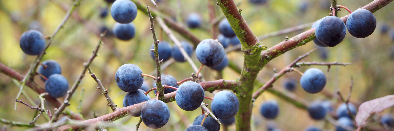 Rassenlijst Bomen EU richtlijnsoorten