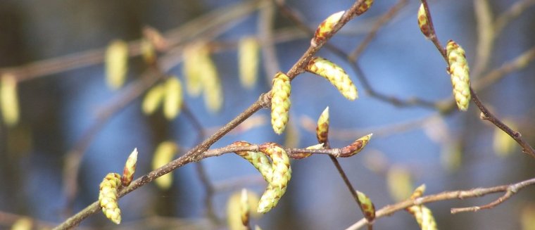 Rassenlijst Bomen toelichting tabellen