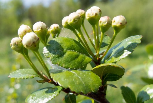 Rassenlijst Bomen soorten