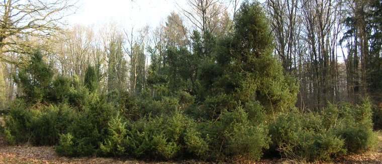 Over Rassenlijst Bomen
