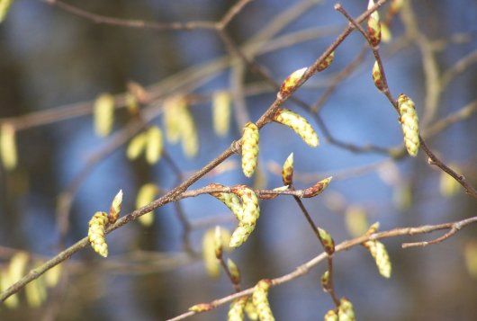 Rassenlijst Bomen toelichting tabellen