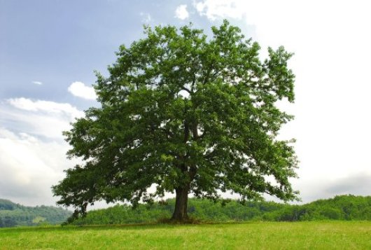 Rassenlijst Bomen naamgeving van rassen