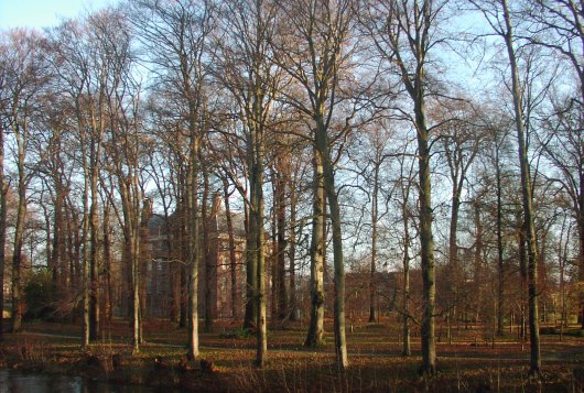 Rassenlijst Bomen