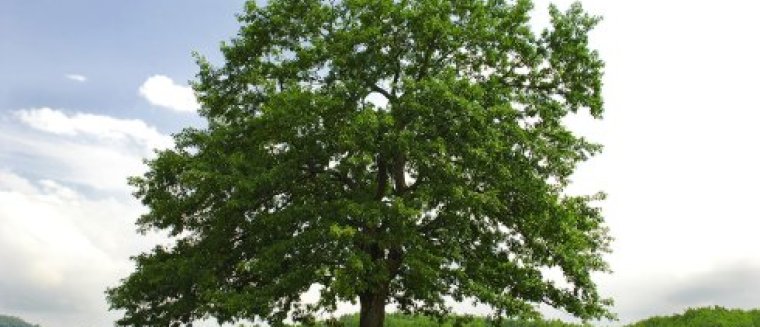 Rassenlijst Bomen naamgeving van rassen