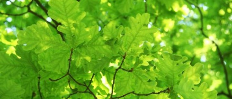 Rassenlijst Bomen Autochtone herkomst